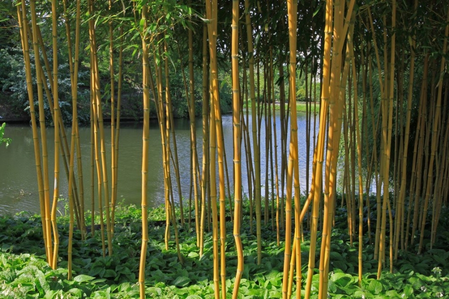 Serene bamboo forest and japanese garden with sunlight on Craiyon